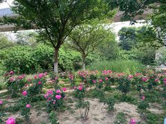 -秀丽东方