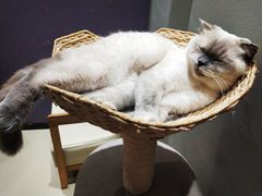 -藏猫猫咖啡主题馆(中央大道店)