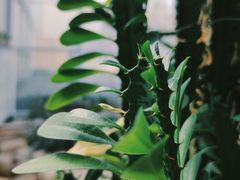 -郑州植物园