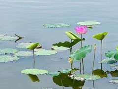 -莲花池公园