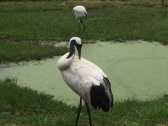 -钏路市丹顶鹤自然公园