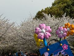 -高东镇樱花园
