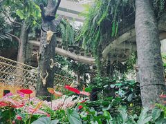 -正佳雨林生态植物园