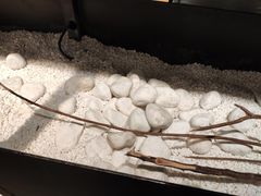 -喜茶(深圳东门1234店)