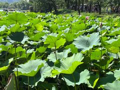 -承德避暑山庄景区
