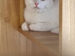 -瑞派宠物医院·犬猫全科·猫友好(宾水西道店)