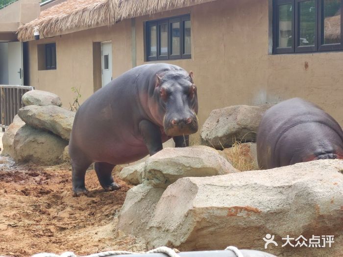 大连森林动物园图片