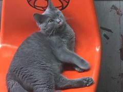 -猫咪博物馆(顶澳仔猫街店)