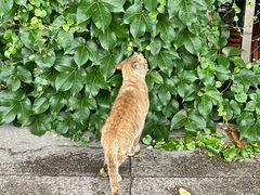 -东莞植物园