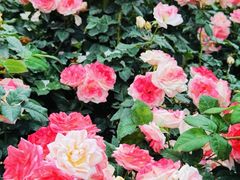 -人民公园(罗湖区)