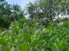 -中国科学院西双版纳热带植物园