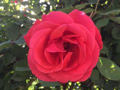 -东方削面(操场城街店)