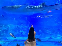 -烟台海昌鲸鲨海洋公园