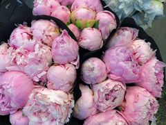 -双季花艺园艺市场(浦东店)