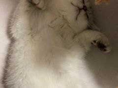-lincat·猫舍(广州店)
