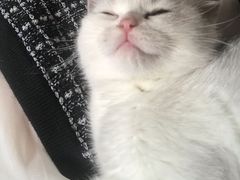 -pd派德宠物中心医院24H急重症·眼科中心·血液透析中心(嵩山北路店)