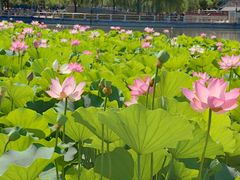 -莲花池公园