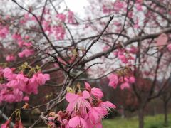 -天适樱花悠乐园