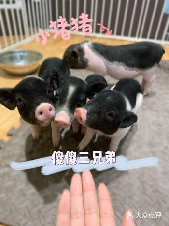 为什么探店的我对着兔兔好像一个坏姐姐！