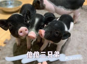 为什么探店的我对着兔兔好像一个坏姐姐！