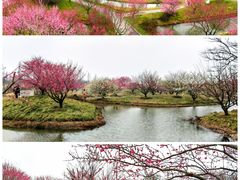 -花开海上生态园