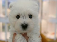 -翊宠yipet猫狗购宠庄园犬舍•猫舍