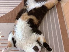 -米宠家·撸猫猫咖小萌宠·猫咪洗澡·猫咪寄养(高新大都荟店)