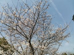 -鸡鸣寺