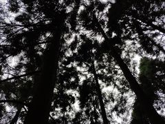 -东天目山风景区