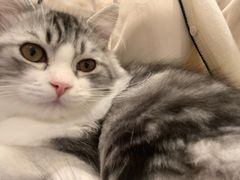 -飞行喵MR PILOT|猫舍·猫咖(静安大融城店)