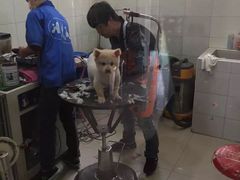 -酷狗靓猫宠物·洗护·美容·寄养(航北路店)
