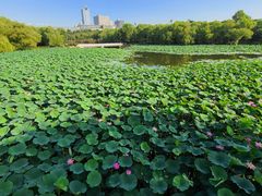 -长春市南湖公园