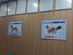 -米苏动物医院·犬猫专科·骨科外科内窥镜