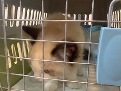 -宠颐生汉谟拉比宠物医院