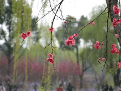 花红柳绿-圩墩遗址公园