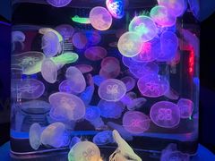 -太平洋海底世界