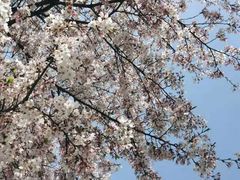 -茶颜悦色(花园道店)