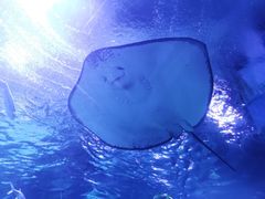 -海合安武汉极地海洋公园