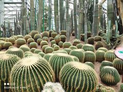 -南山植物园