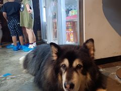 -more than meow吴止猫主题餐厅(承德 中船汇店)