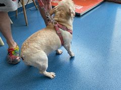 -创凡宠物医院·骨专科  猫科中心(西乡分院)