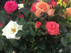 -北国之春国宴(乌兰察布店)