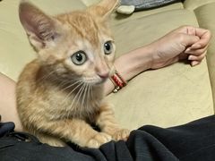 -凯瑞希宠物医院·狂犬免疫·微创·皮肤科
