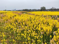 -白鹭湾湿地公园