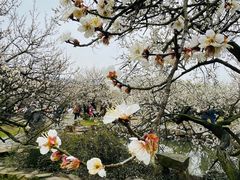 -香雪海
