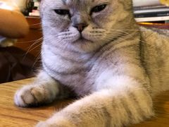 -李小姐の猫咖啡馆(五角场店)
