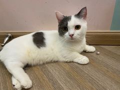 -酷豆宠物咖啡·宠物美食·撸猫馆