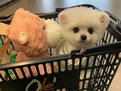 -BABYDOG宝贝狗宠物乐园(欧洲城店)