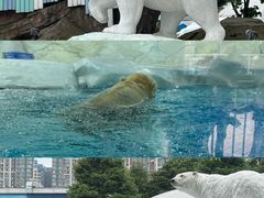-海合安成都极地海洋公园