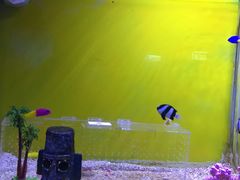 -芜湖新华联大白鲸海洋公园